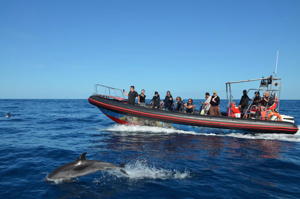 excursion dauphins sur bateau rapide a Fuerteventura